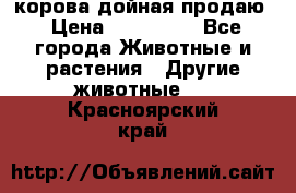 корова дойная продаю › Цена ­ 100 000 - Все города Животные и растения » Другие животные   . Красноярский край